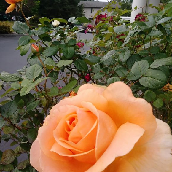 Meet the Posher Other - Meet your Posher, Jena